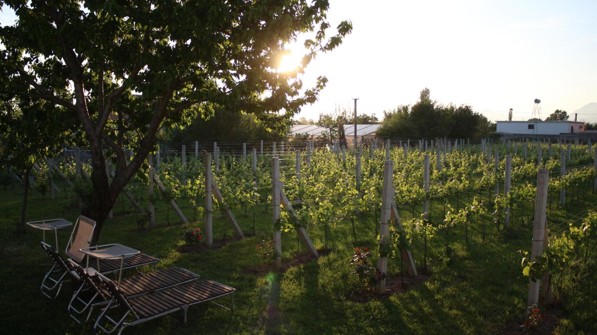 שקודר "Per Mik" Cottage In Vineyard מראה חיצוני תמונה